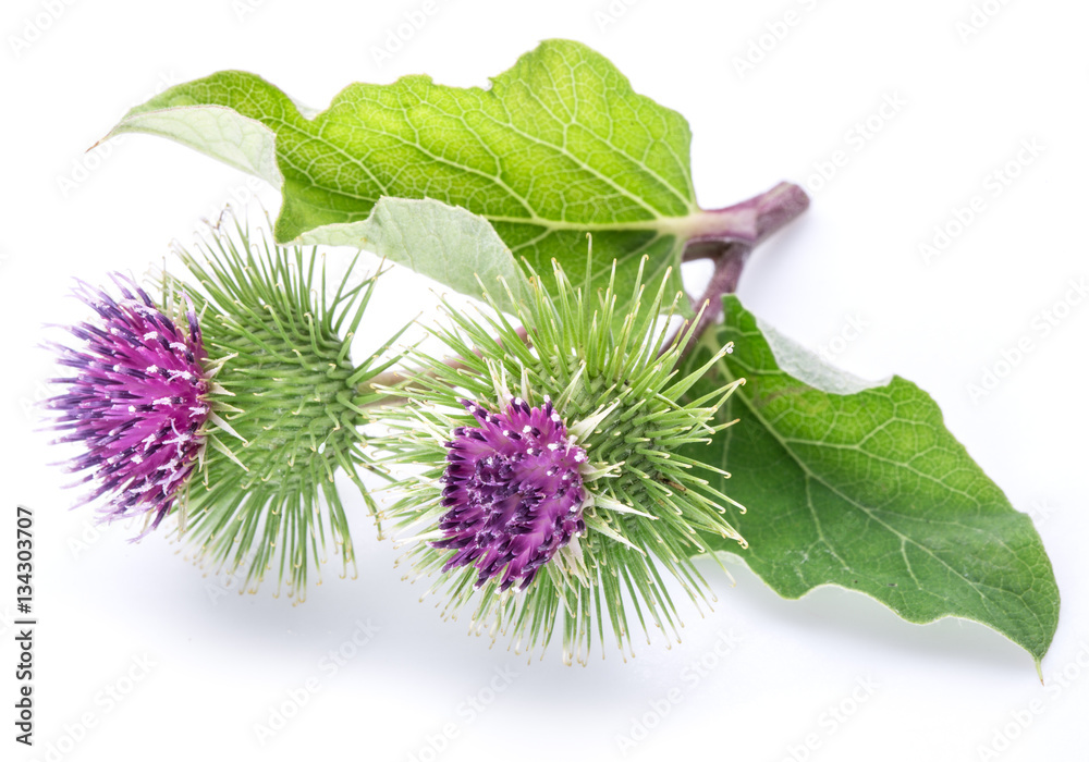 Prickly heads of burdock flowers on a white background. Prickly heads of burdock flowers on a white background.