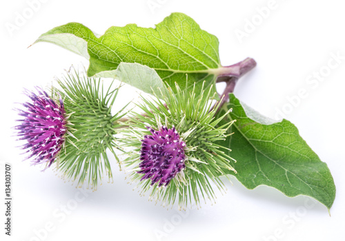 Foto Prickly heads of burdock flowers on a white background.