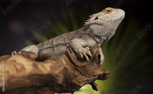 Fényképezés Agama bearded, pet on black background, reptile