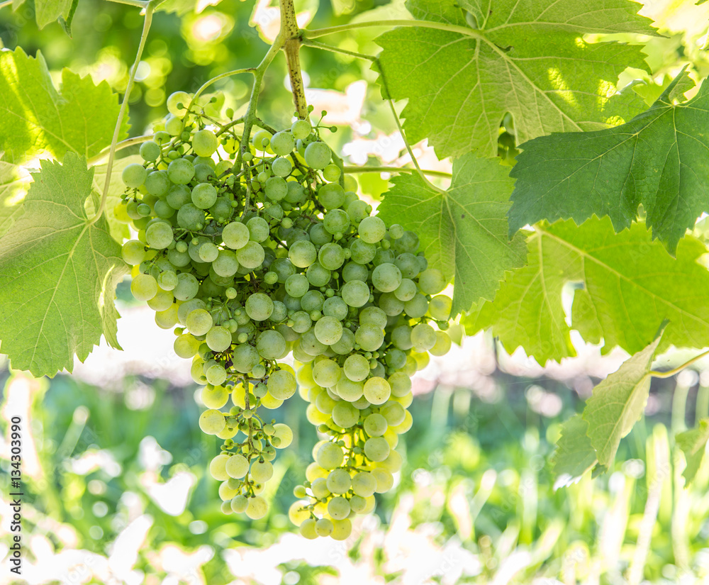 Wine grapes on the vine. Wine grapes on the vine.