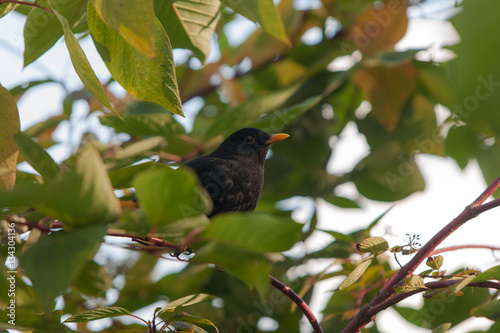 blackbird in green foliage