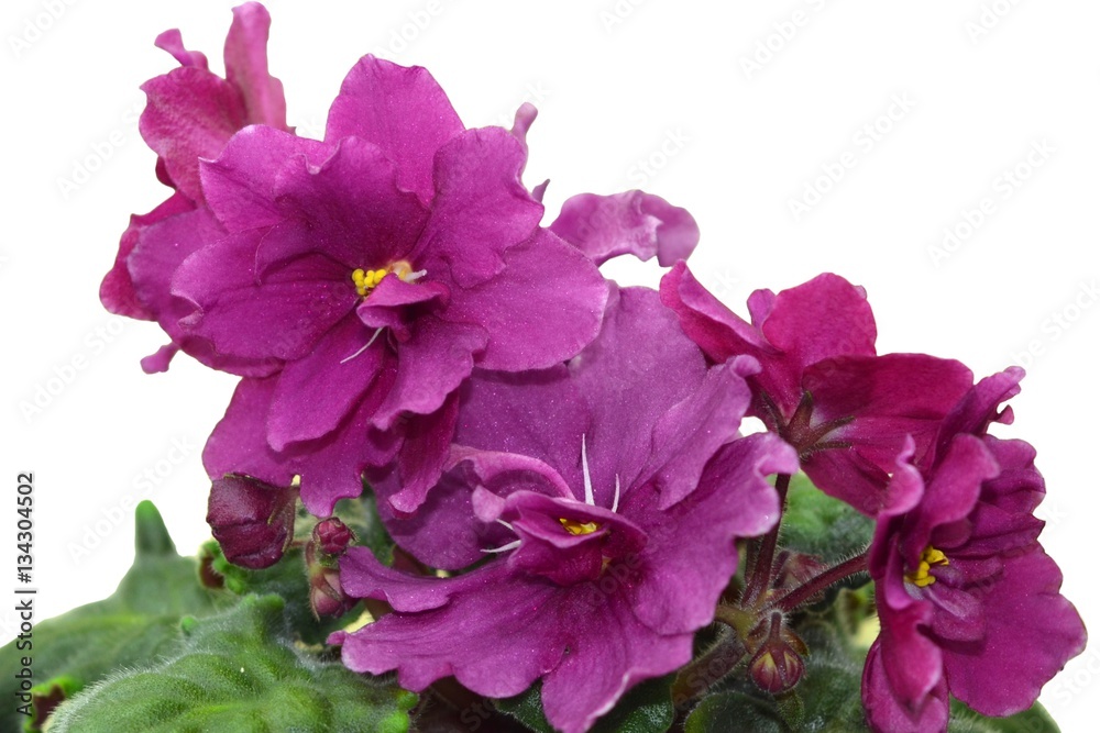 Collectible African violet Collectible African violet