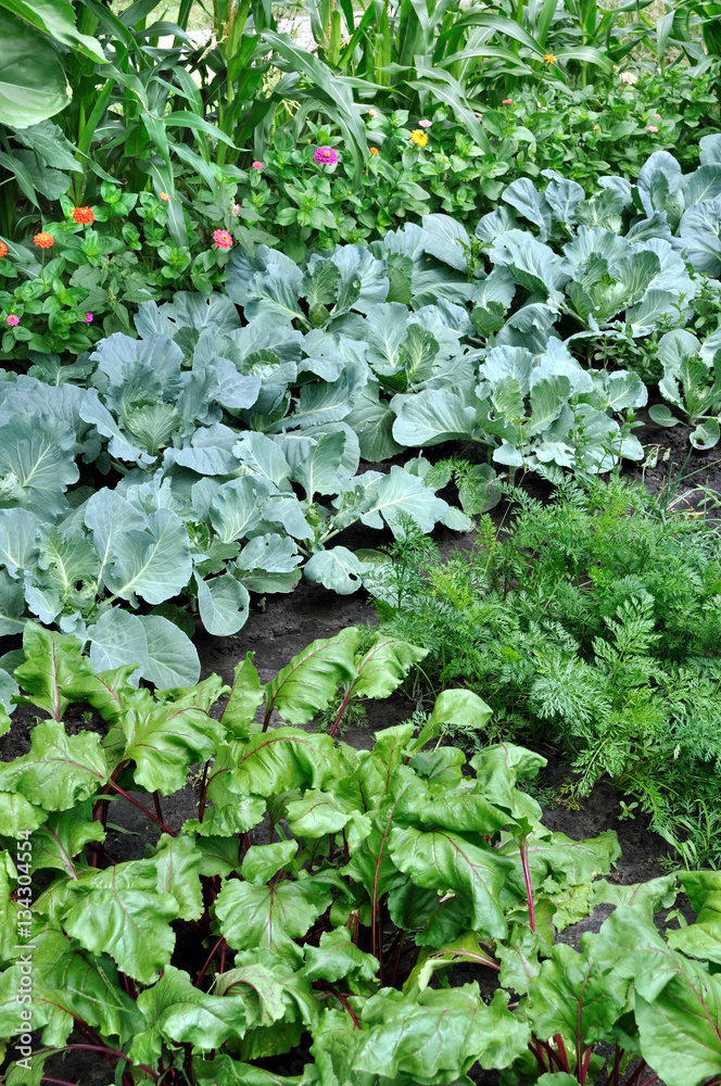 part of the vegetable garden, vertical composition part of the vegetable garden, vertical composition