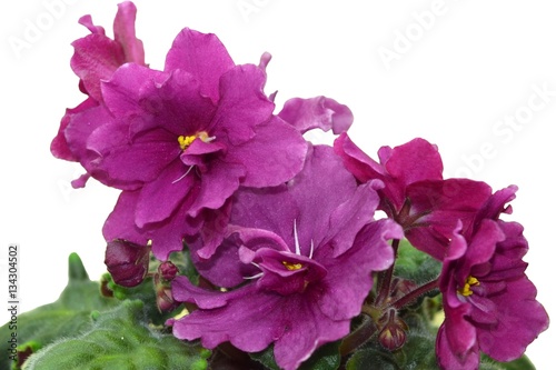 Collectible African violet "EK-Elena" - large semi-double flowers of cherry-red. Isolated on white background