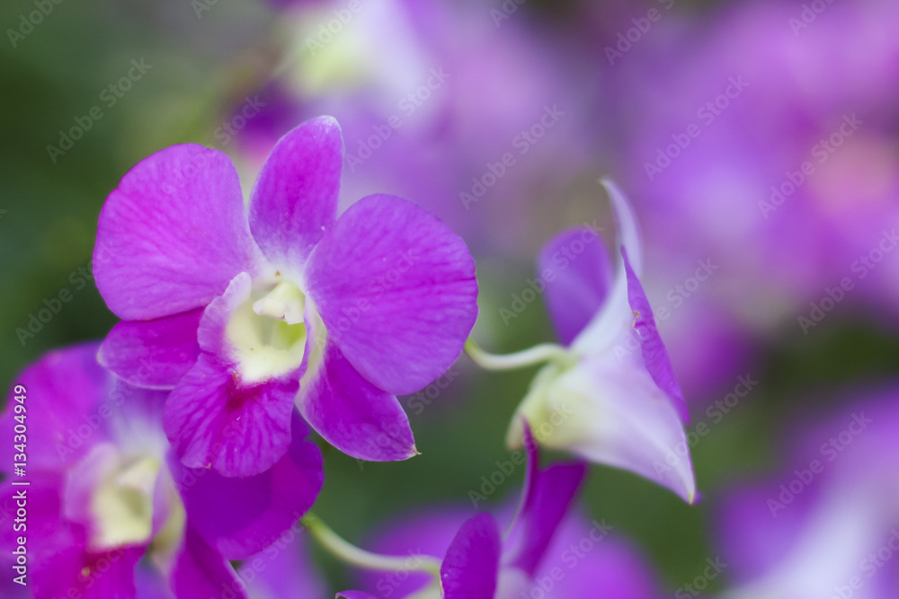 Stock Photo - Close up of orchid flower Stock Photo - Close up of orchid flower