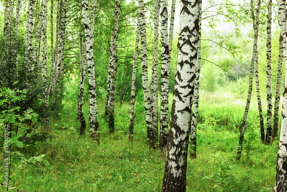 summer in sunny birch forest summer in sunny birch forest