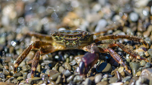 Small crab with one claw