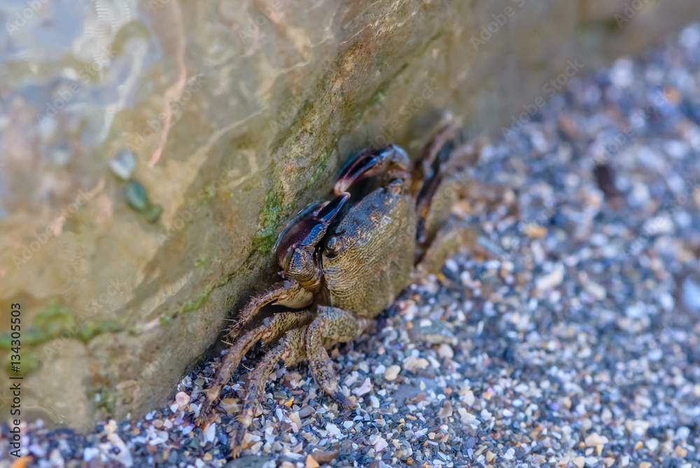 Little crab hiding behind a big stone