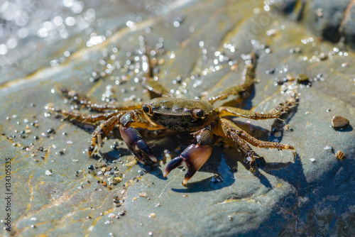 Small crab crawling on the large stones © alex_1910