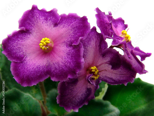 Flowering collectible African violets 