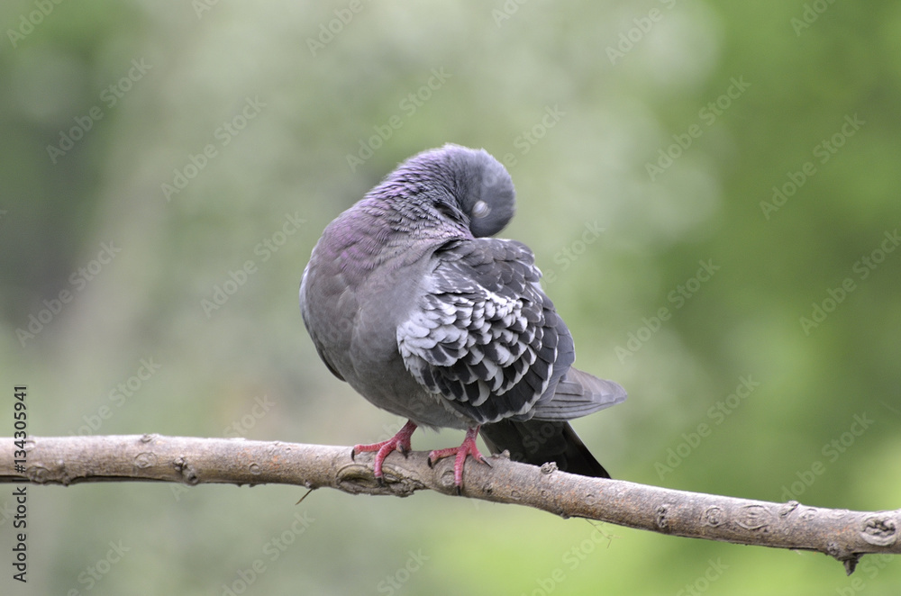 Fototapeta premium ruffled pigeon on the branch