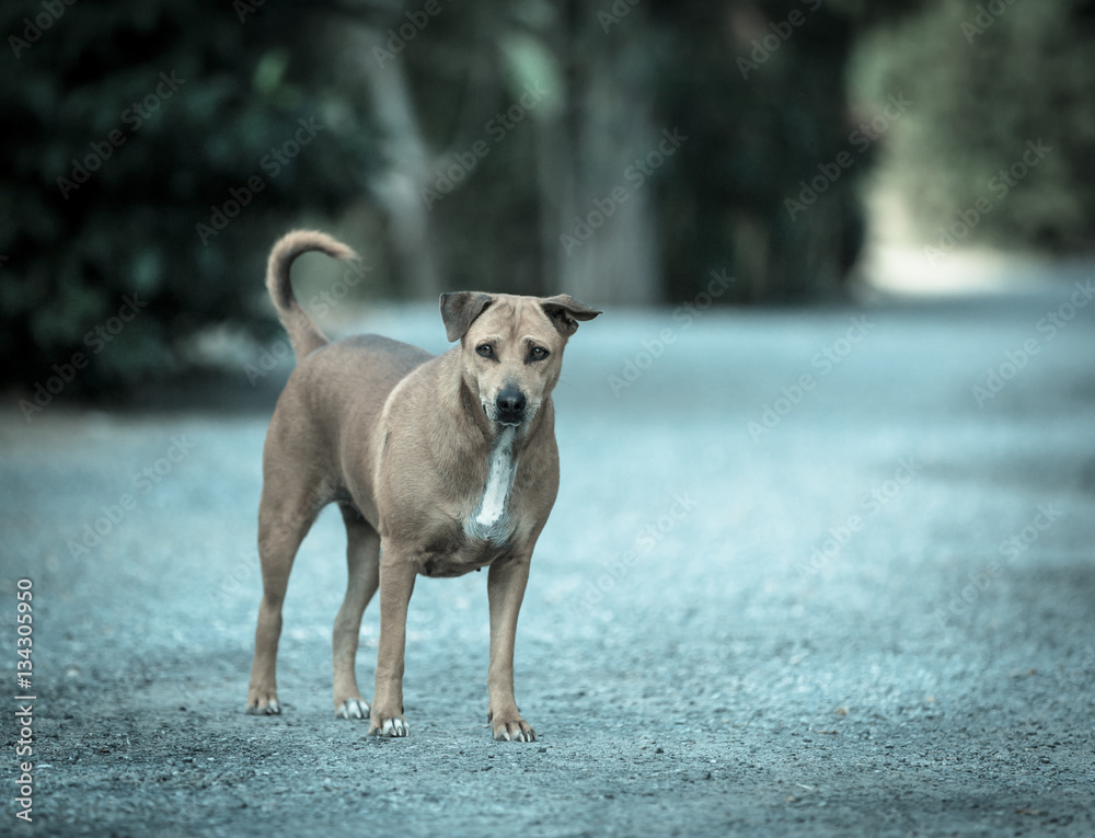 the dog on the ground, process cold tone the dog on the ground, process cold tone