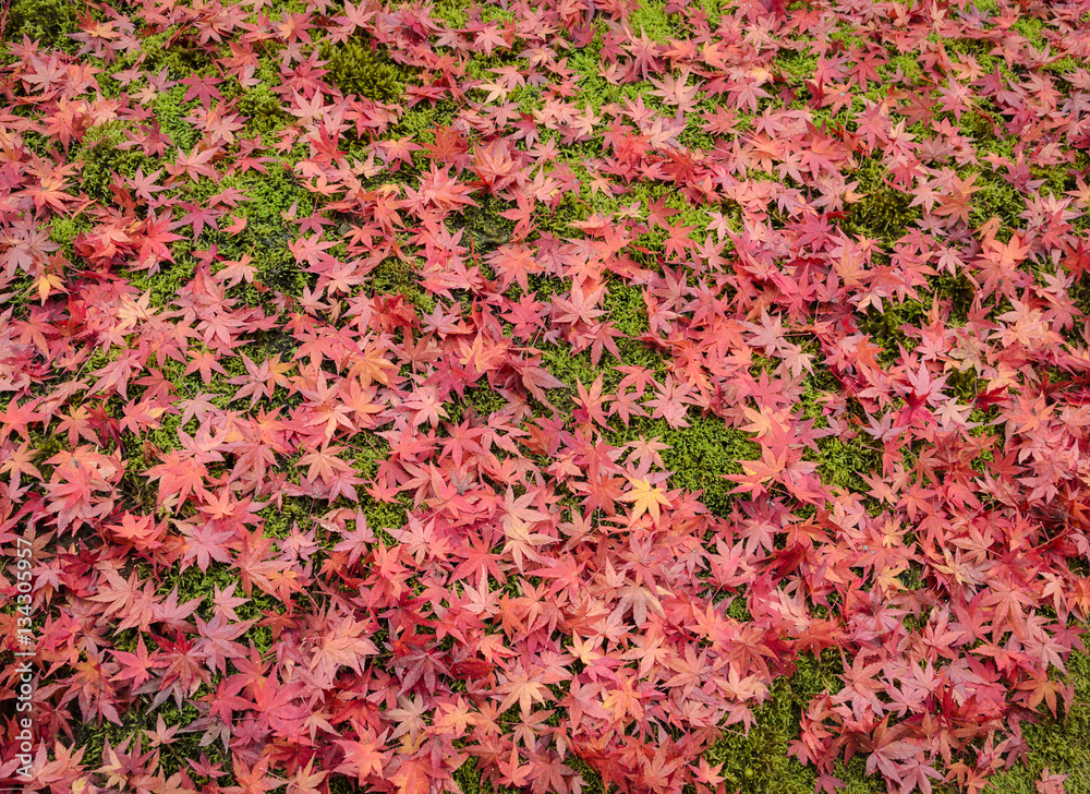Autumn background with red maple leaves on grass in Japan