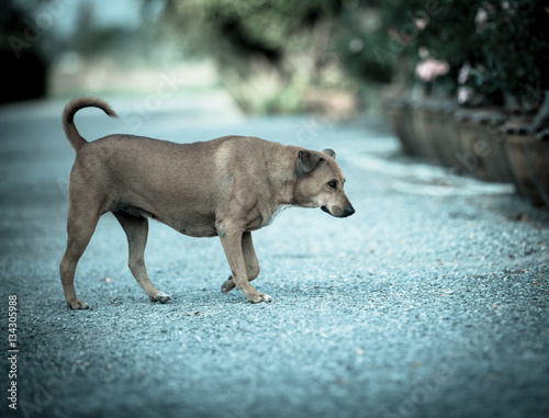 the dog on the ground, process cold tone photo