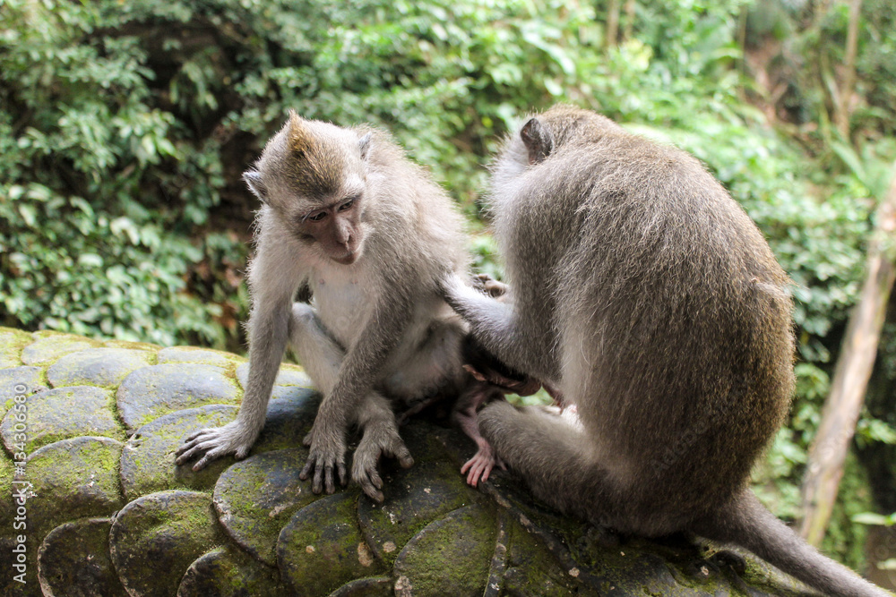 Macaque monkeys grooming each other in Ubud, Bali