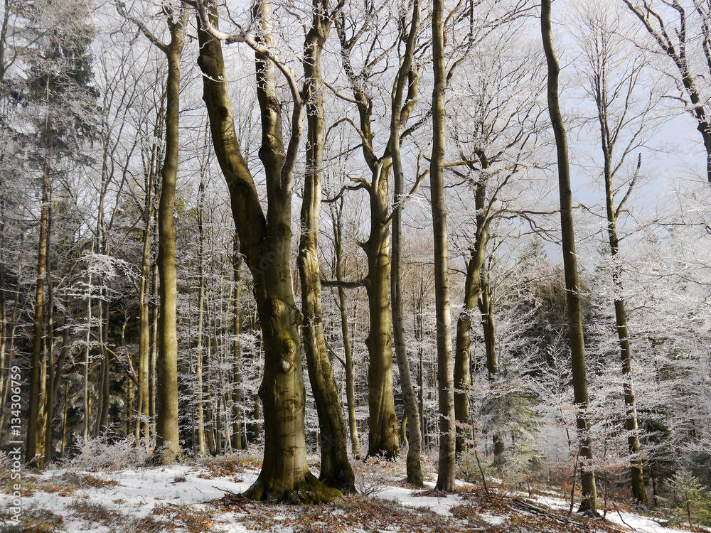 Winter beech forest.
Winter beech tree forest with fascinating light background. Winter beech forest.
Winter beech tree forest with fascinating light background.