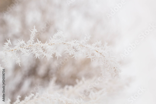 branch covered with snow and frost © dashtik