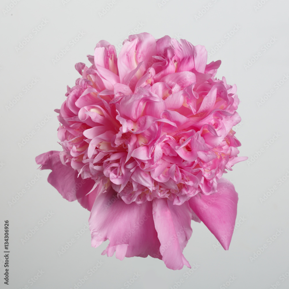 Pink peony flower isolated on gray background.