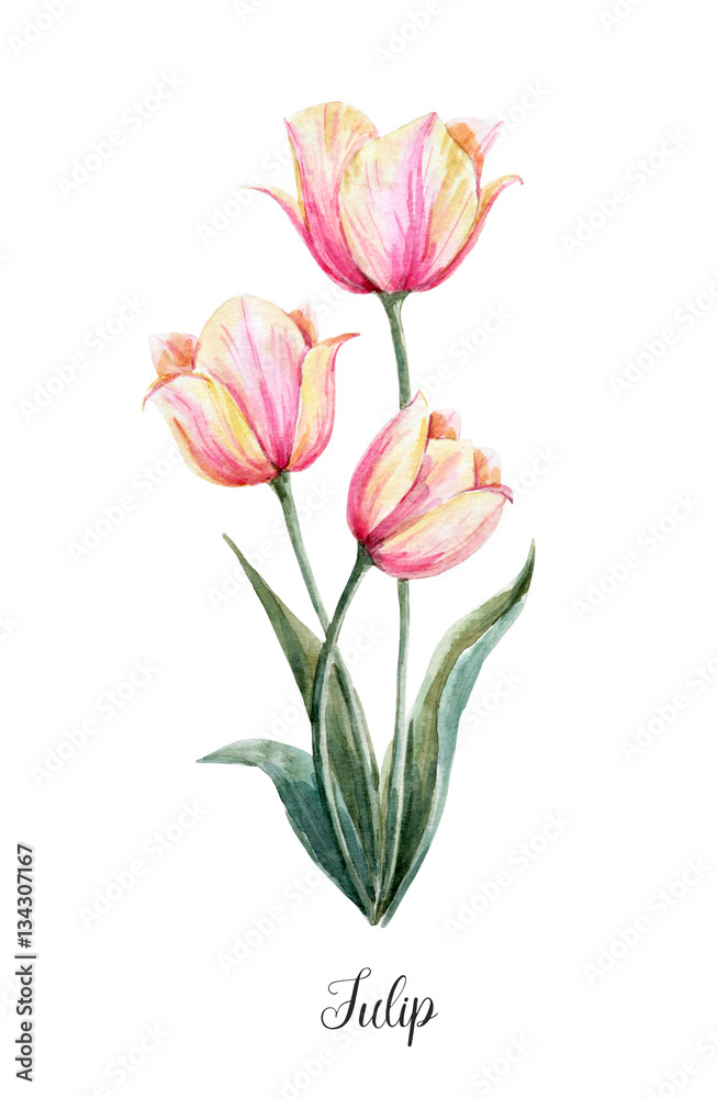 Fototapeta premium Watercolor pink-yellow tulip flower