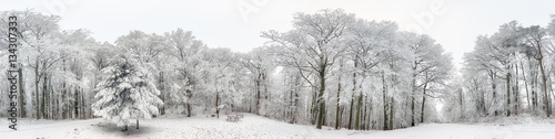 Photography Panorama of Winter forest with snow and tree