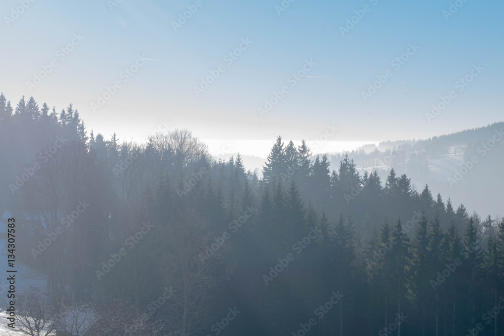 fog in mountains' forest