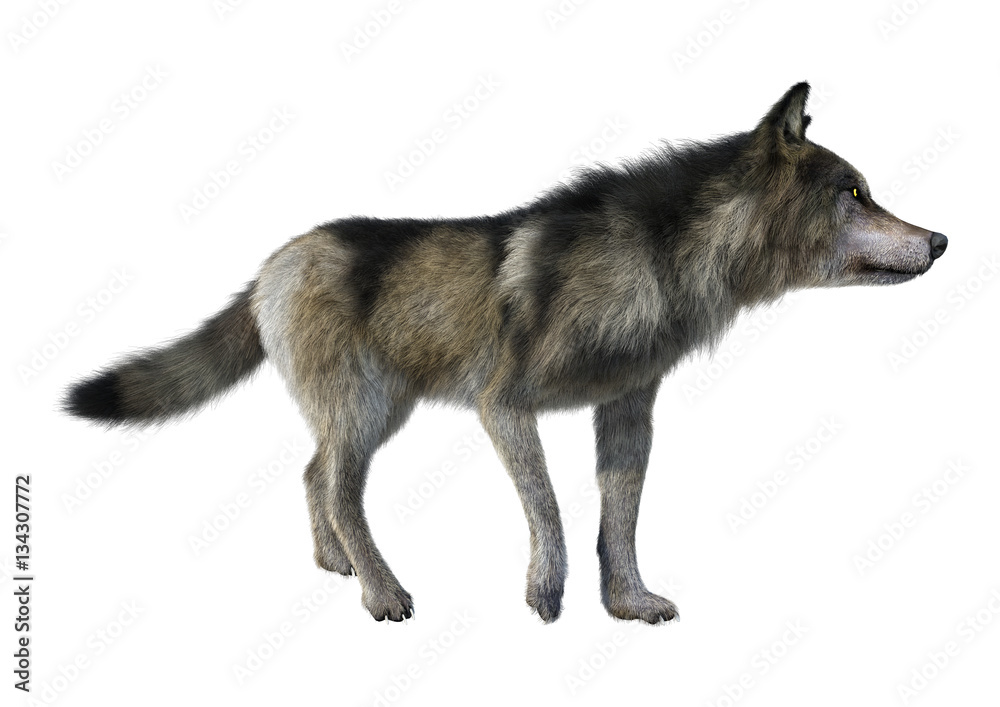 Fototapeta premium 3D Rendering Gray Wolf on White