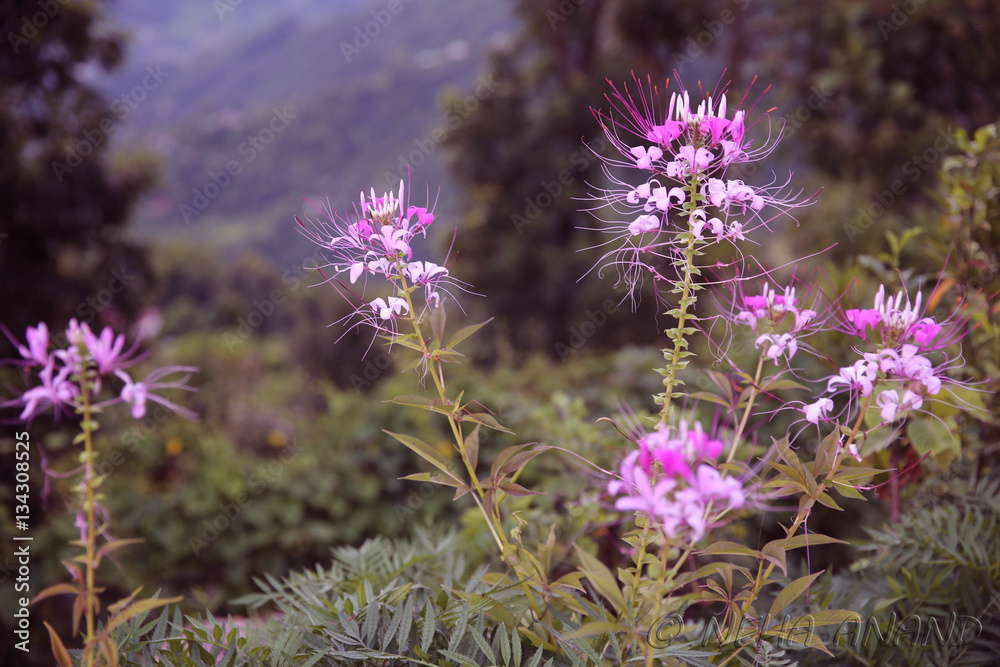 Obraz premium Himalayan Flowers 