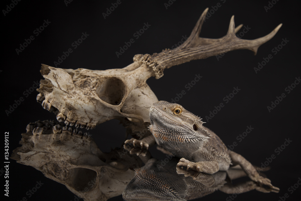 Antlers, Dragon lizard on black mirror background Antlers, Dragon lizard on black mirror background