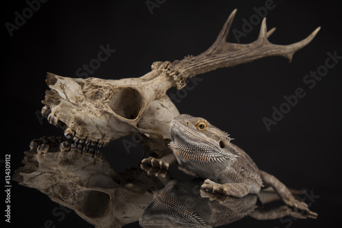 Antlers, Dragon lizard  on black mirror background