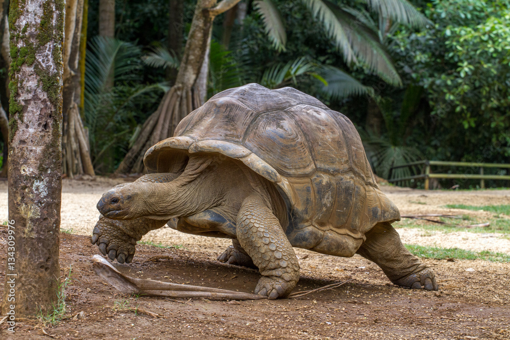 Fototapeta premium land tortoises