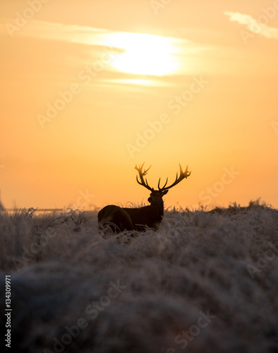 Stag at sunrise in Richmond Park