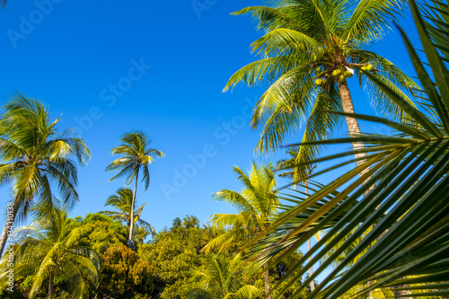 Tropical paradise on the island of Frades