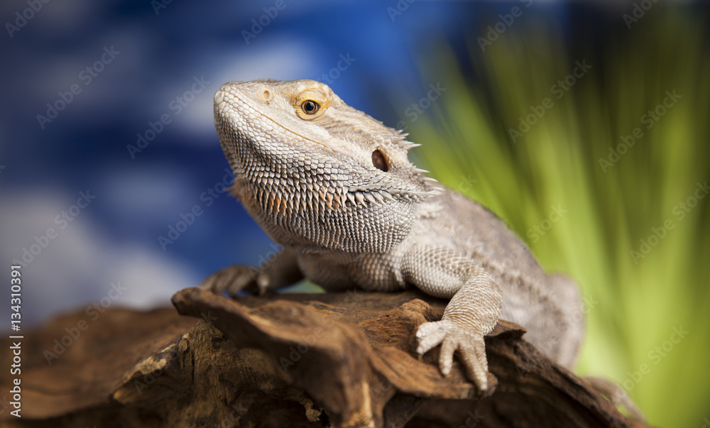 Lizard root, Bearded Dragon on green background Lizard root, Bearded Dragon on green background