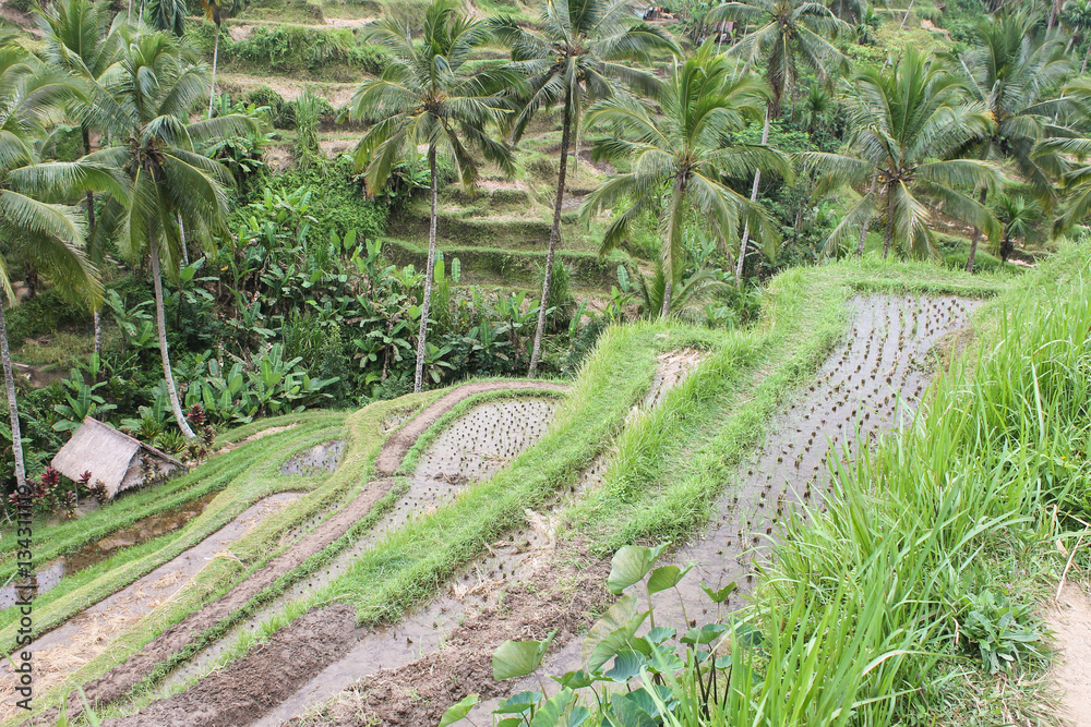 Plantation of rice in Bali