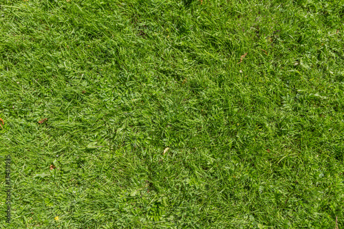 texture of the green fresh grass