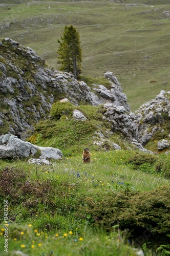 Murmeltier im Naturpark Puez Geisler