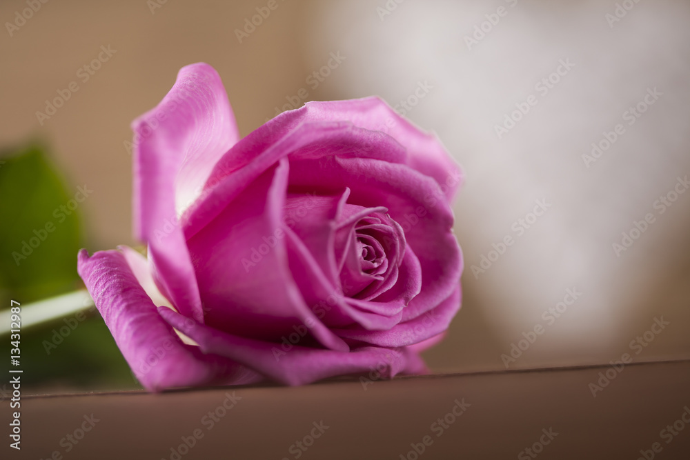 Fototapeta premium Natural background of fresh roses
