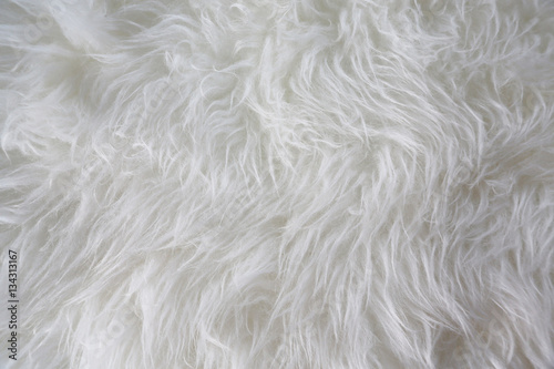 White fur background. Close up