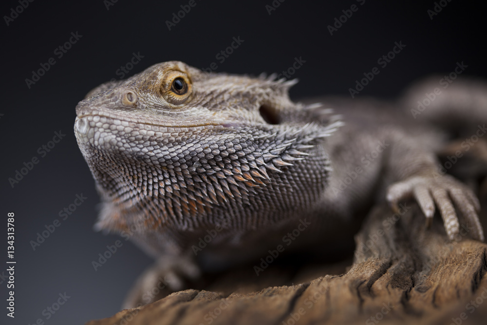 Fototapeta premium Pet, lizard Bearded Dragon on black background