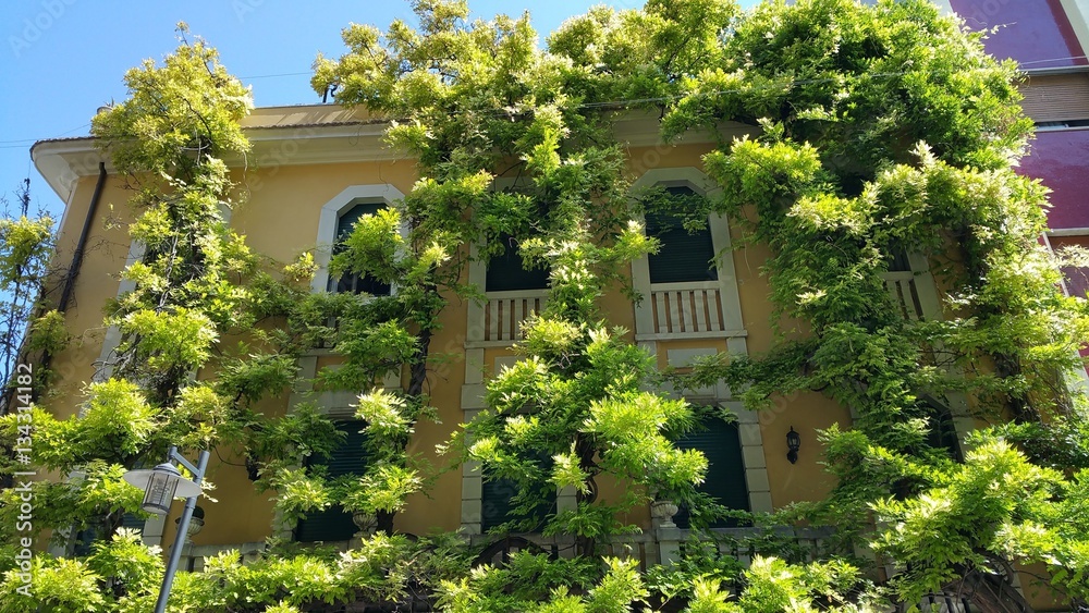Vineyard on building Vineyard on building