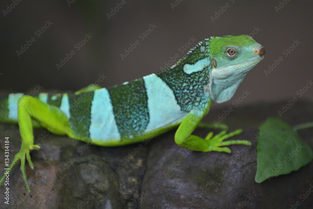 Fototapeta premium Fiji banded iguana