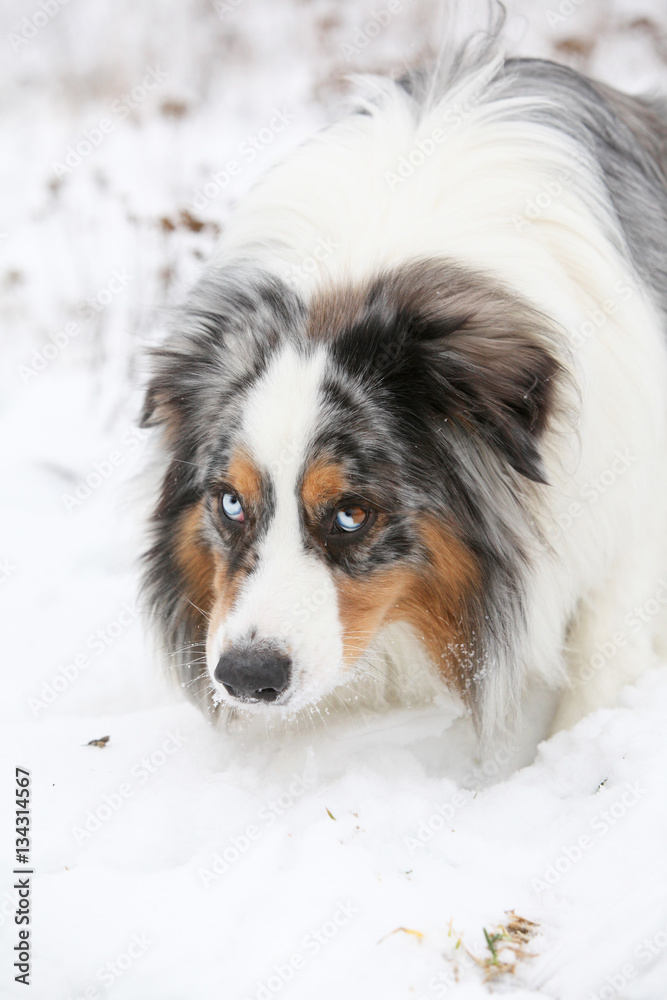 Amazing australian shepherd in winter Amazing australian shepherd in winter