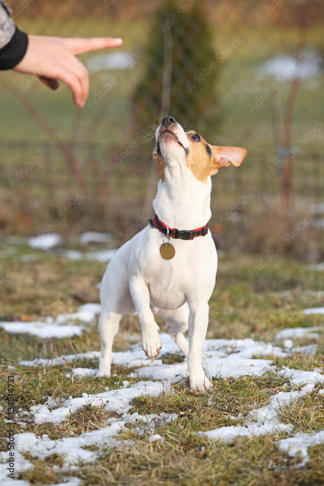 Jack russell terrier moving in winter