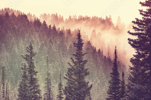 Fototapeta Naklejka Na Ścianę i Meble -  Fog in the forest