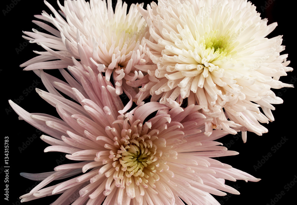 white chrysanthemums on a black background white chrysanthemums on a black background