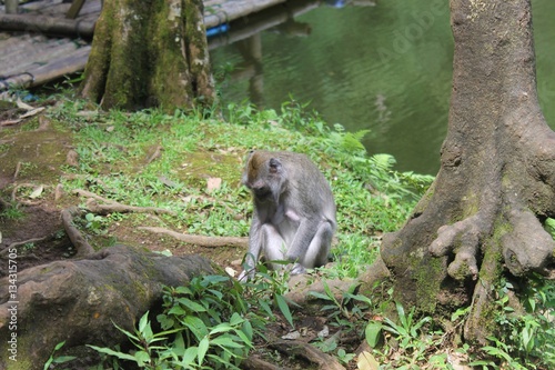 Macaque monkey in Telaga Warna