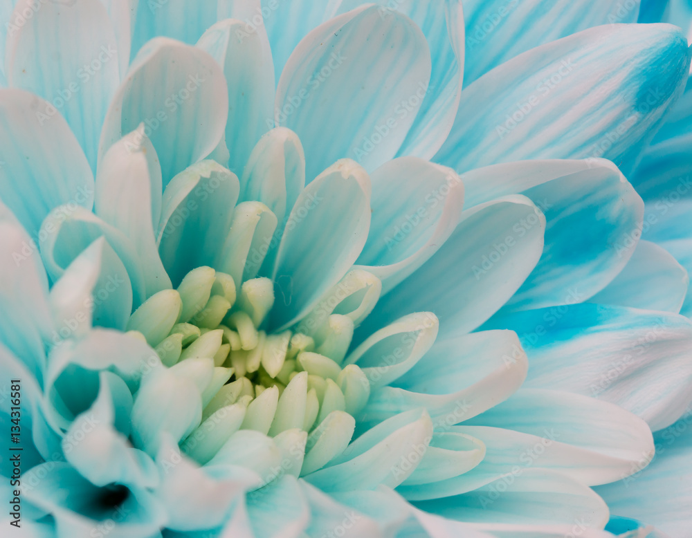 white and blue chrysanthemum