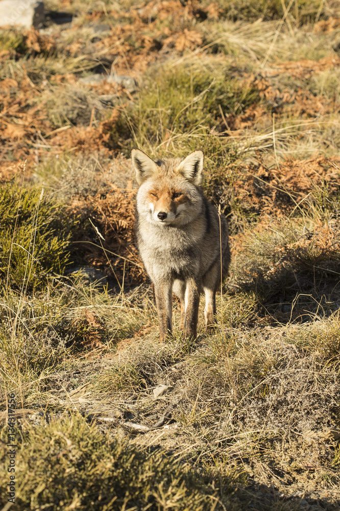 Obraz premium Red Fox in the nature - Vulpes vulpes, European fox.