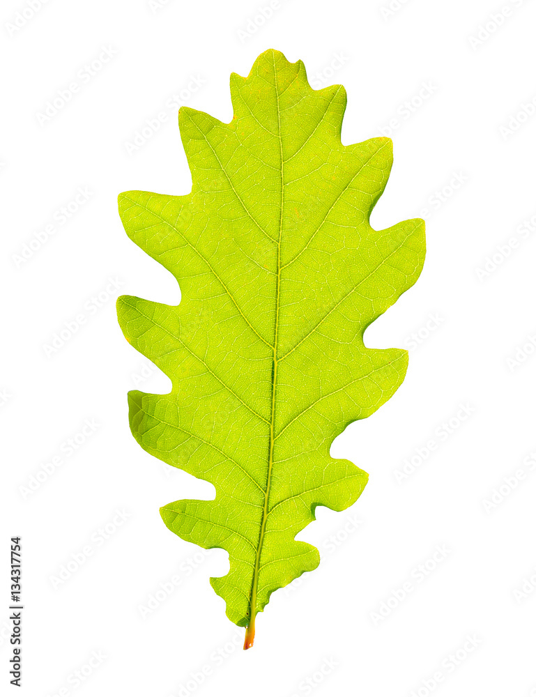 Green oak leaf isolated on white backgrpund. Green oak leaf isolated on white backgrpund.