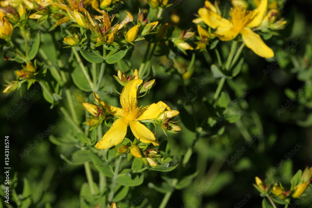 Millepertuis perforé (Hypericum perforatum) Millepertuis perforé (Hypericum perforatum)